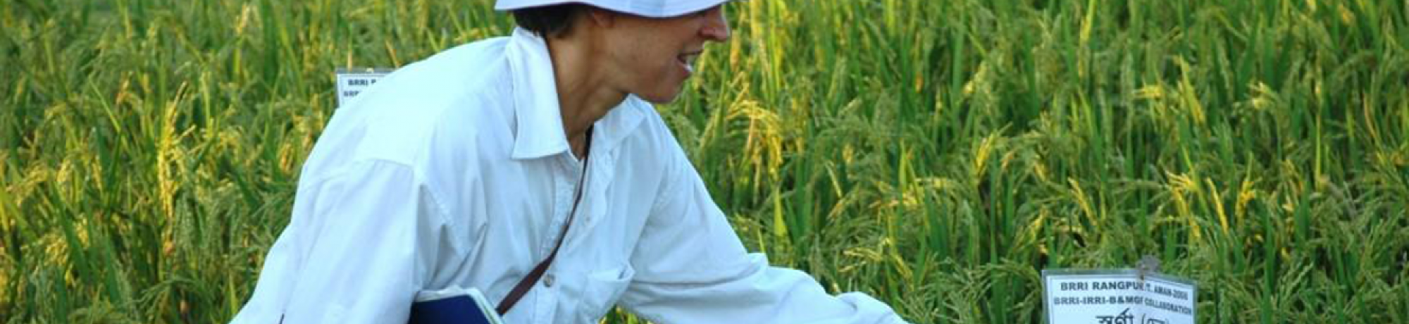 Dr. Ronald examining rice field